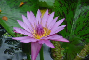 a close up of a flower